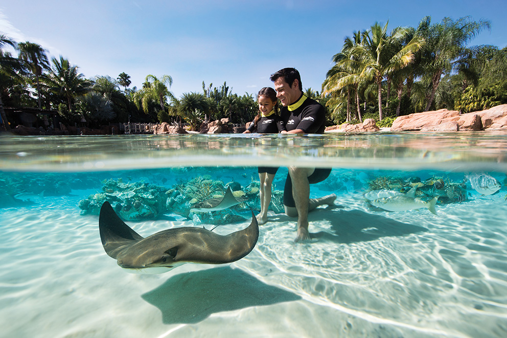 Stingrays - Photo courtesy of Discovery Cove 2016